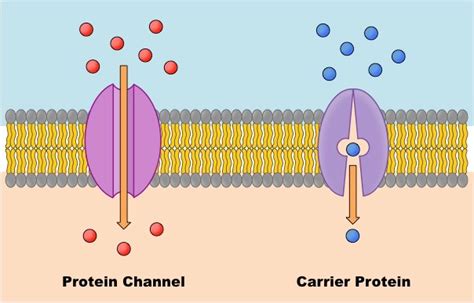 facilitated diffusion vs protein chanel|facilitated diffusion with carrier proteins.